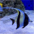 MOORISH IDOL